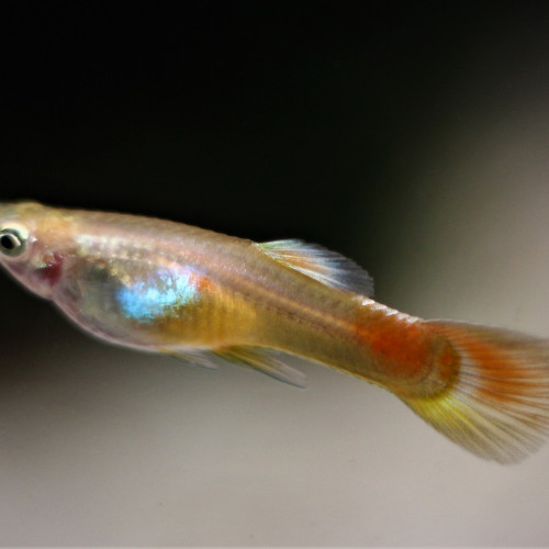 Guppys Blonds Males (taille  adulte 4cm environ)