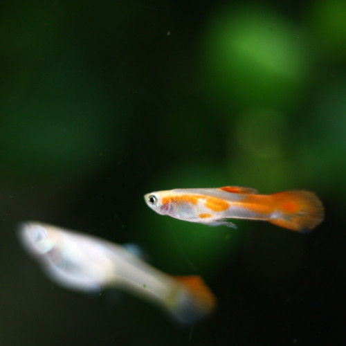 Guppys  Endlers Mâles Adultes (taille adulte 2.5-3cm)