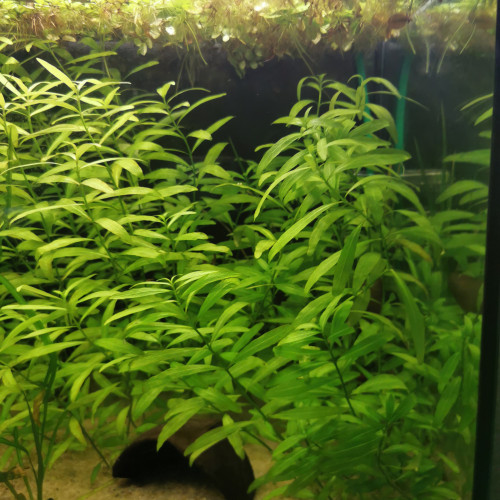 hygrophila polysperma