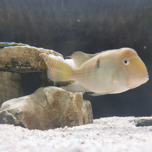 2 guianacara couple