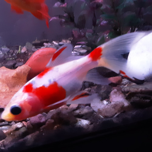 SHUBUKIN ET POISSON ROUGE A DONNER