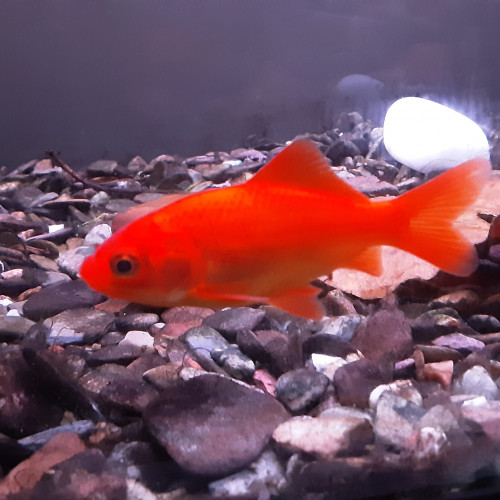 SHUBUKIN ET POISSON ROUGE A DONNER