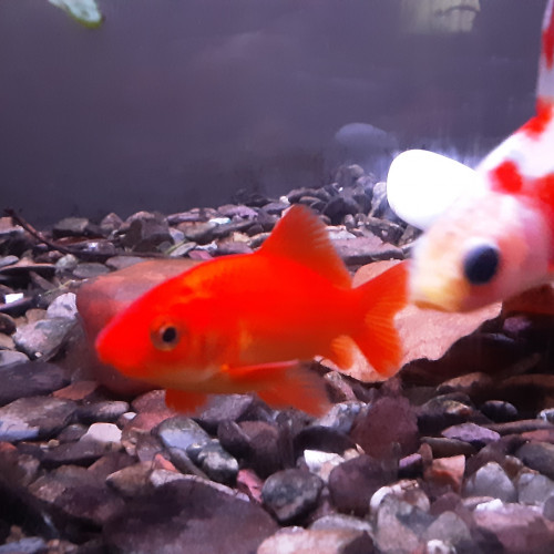 SHUBUKIN ET POISSON ROUGE A DONNER