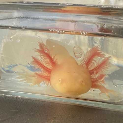 vente Bébés axolotls