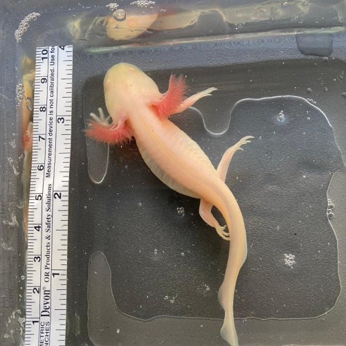 Acheter vente bébés axolotls