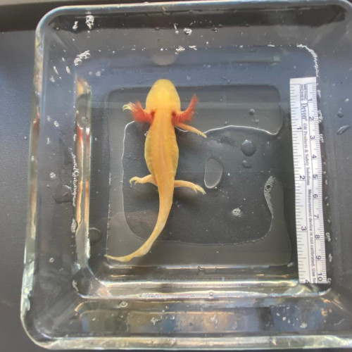 vente Bébés axolotls