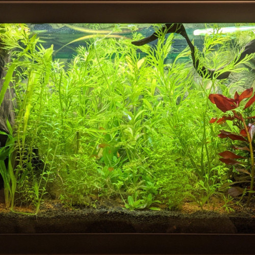 Cryptocoryne