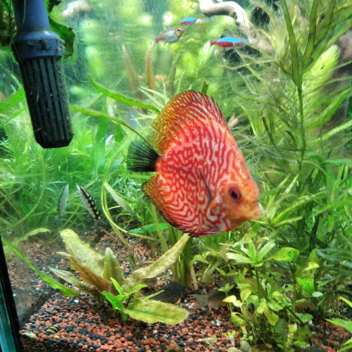 Discus