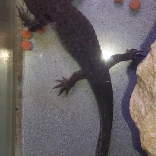 axolotl femelle sauvage