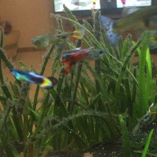 Guppy endler/normaux + plantes
