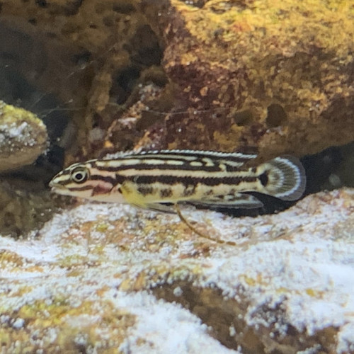 Juvéniles Julidochromis Regani X Malieri