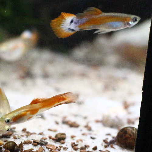 Guppys  Endlers Mâles Adultes (taille adulte 2.5-3cm)