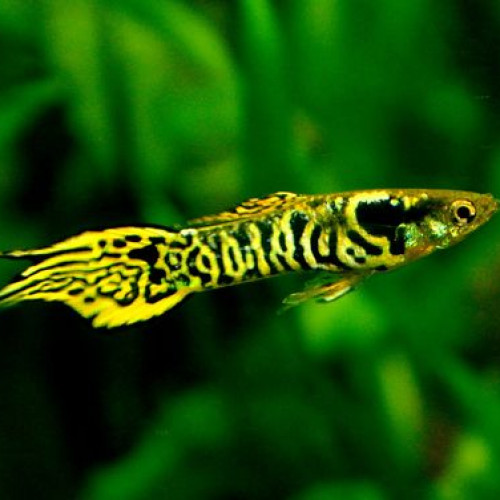 A donner Alevins Guppy Endler Tiger