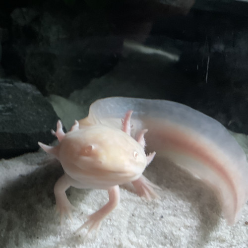 Axolotl  (Ambystoma mexicanum albinos dorée)