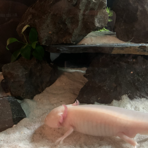 Axolotl  (Ambystoma mexicanum albinos dorée)