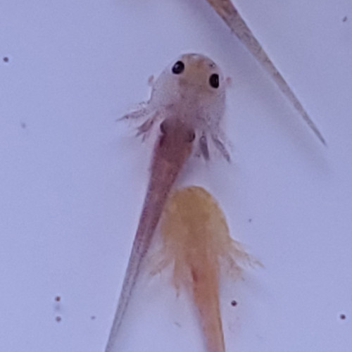 Acheter axolotl à réserver