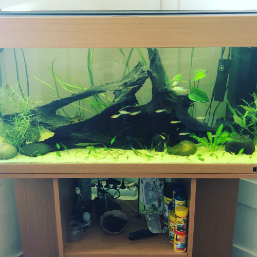 juwel 200 litre fish tank