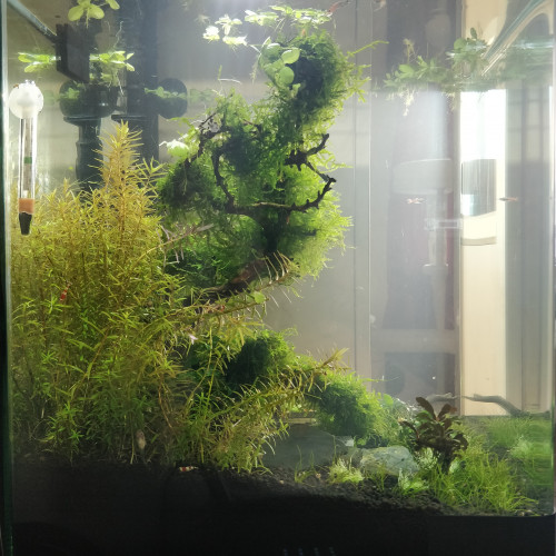 Rotala H'ra