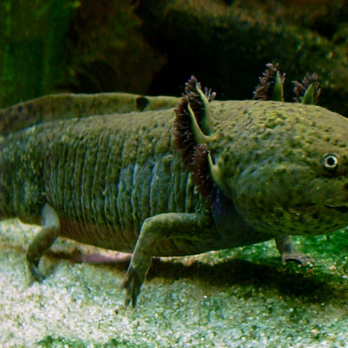 recherche axolotl au alentour de Montélimar Drôme 26 je possede un aquarium de 250litre