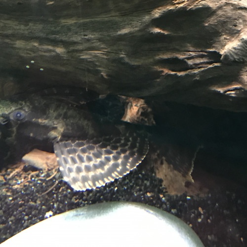 Pleco à vendre ou à donner