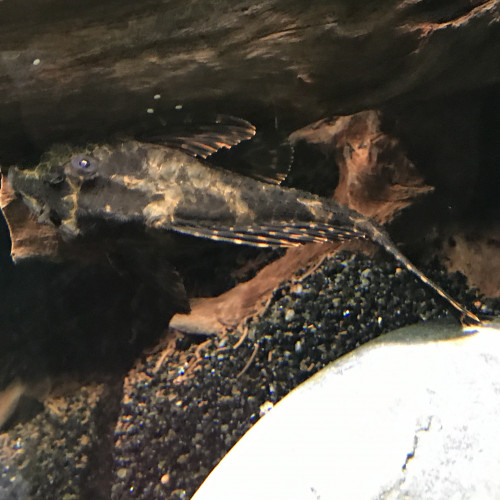 Pleco à vendre ou à donner