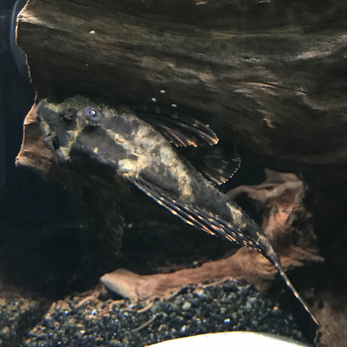 Pleco à vendre ou à donner