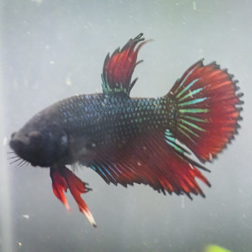 Jeune Betta crowntail (2)