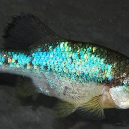 Ameca splendens