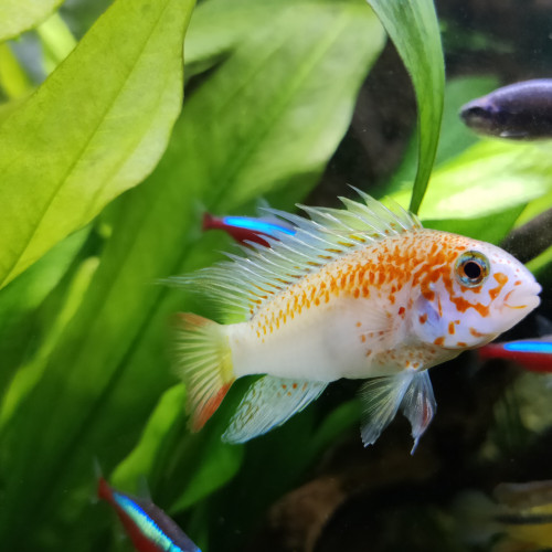 Couple Apistogramma Viejita Gold