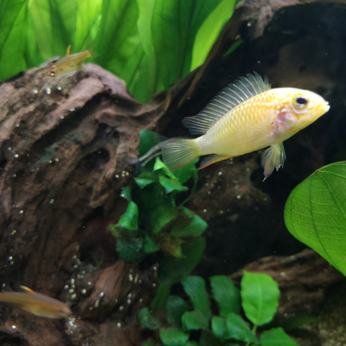 Couple Apistogramma Viejita Gold