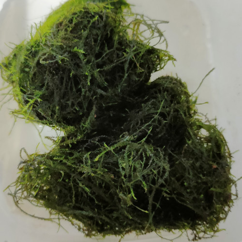 Mousses pour aquarium : Taxiphyllum Barbieri (Mousse de Java