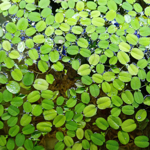 Salvinia natans échange contre mousse