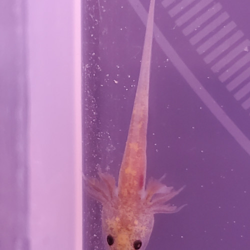 axolotl melanique copper