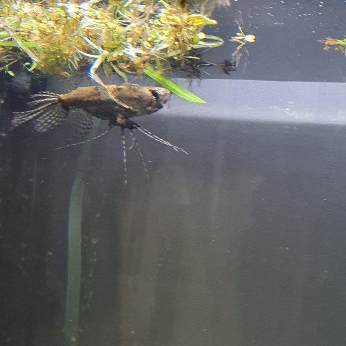 Pantodon buchholzi (Poisson papillon)