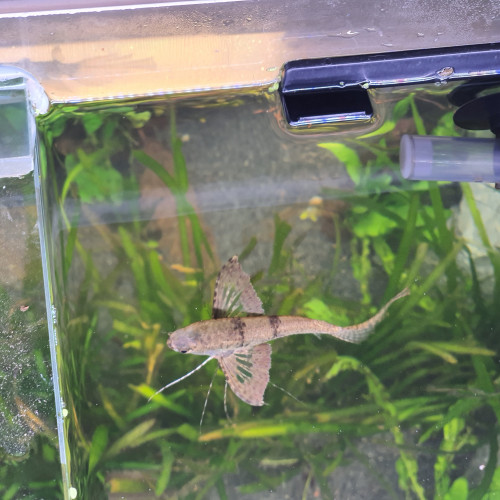 Pantodon buchholzi (Poisson papillon)