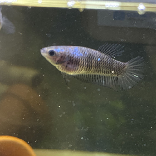 Femelles combattantes/betta