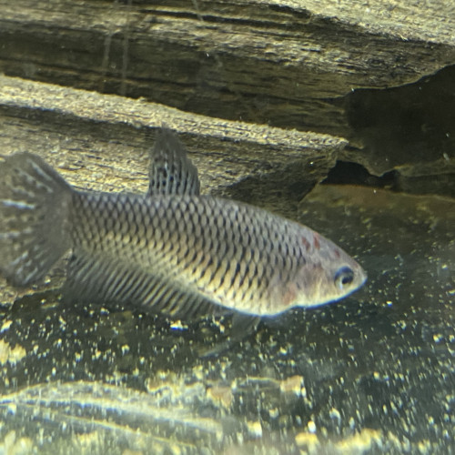 Femelles combattantes/betta