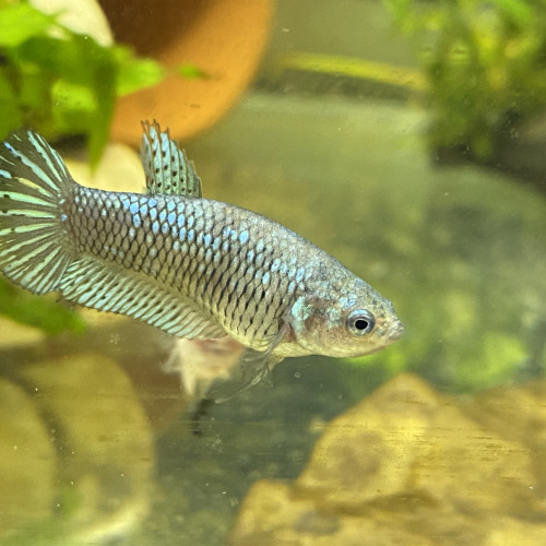 Femelles combattantes/betta