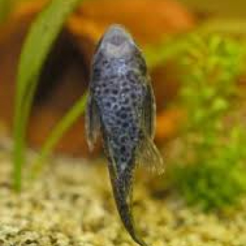 Echange pleco contre poisson d'eau douce