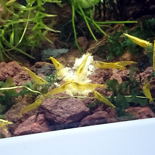 Crevettes yellow