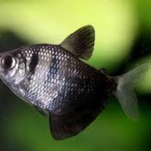 Gymnocorymbus ternetzi (tetra noir/veuve noire)