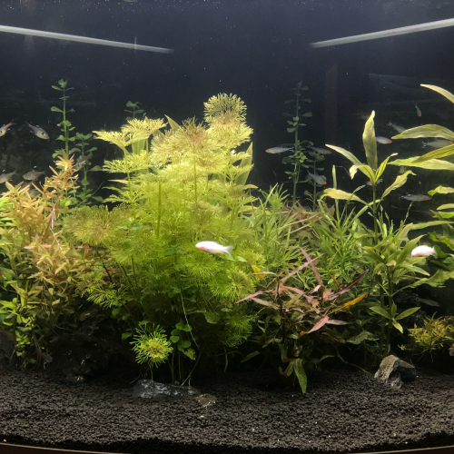 Ensemble aquarium d'angle et son sous-meuble Juwel Trigon 190 - blanc