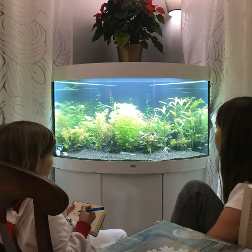 Ensemble aquarium d'angle et son sous-meuble Juwel Trigon 190 - blanc