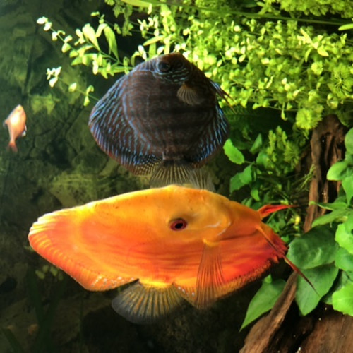 Couple discus