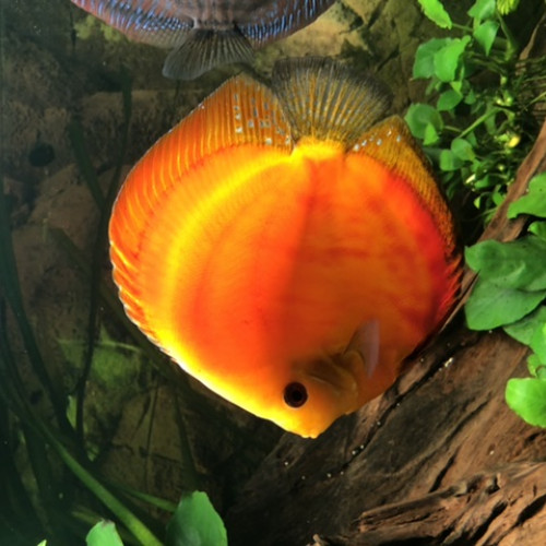 Couple discus