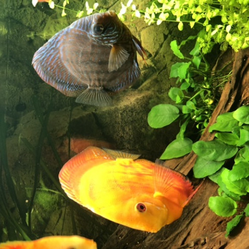 Couple discus