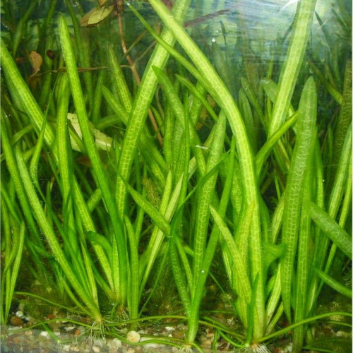 Vallisneria