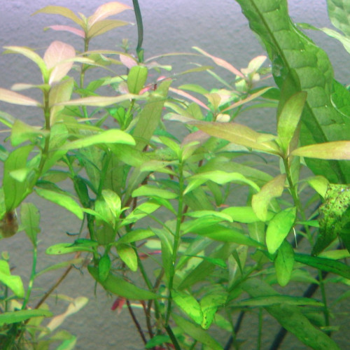 Plante d'aquarium et escargot