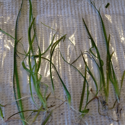 Lot de Vallisneria Commune (plante facile)