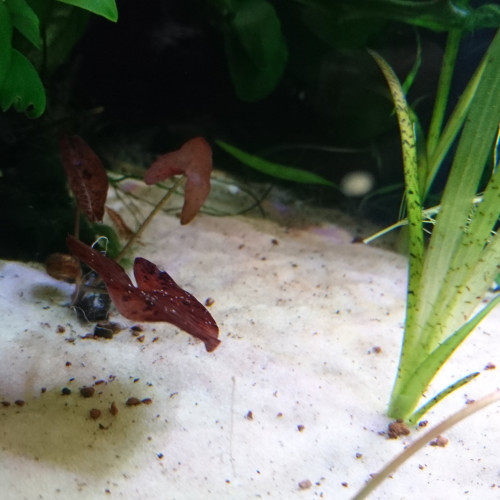 Lot de Vallisneria Commune (plante facile)